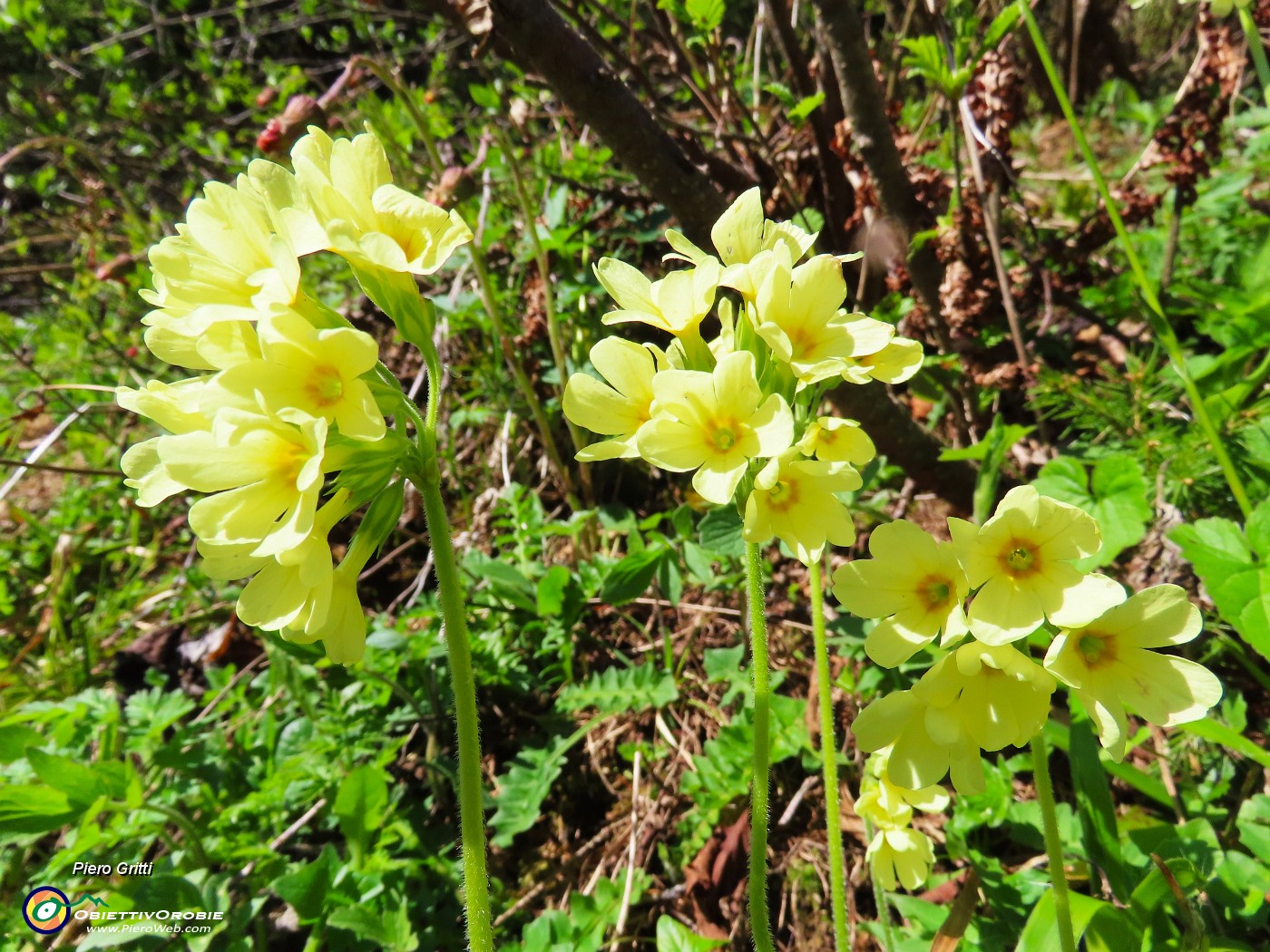 04 Primula veris (Primula odorosa) salendo da San Simone alla Baita del Camoscio.JPG